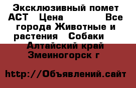 Эксклюзивный помет АСТ › Цена ­ 30 000 - Все города Животные и растения » Собаки   . Алтайский край,Змеиногорск г.